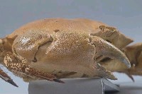 普通黃道蟹藏品圖，第6張